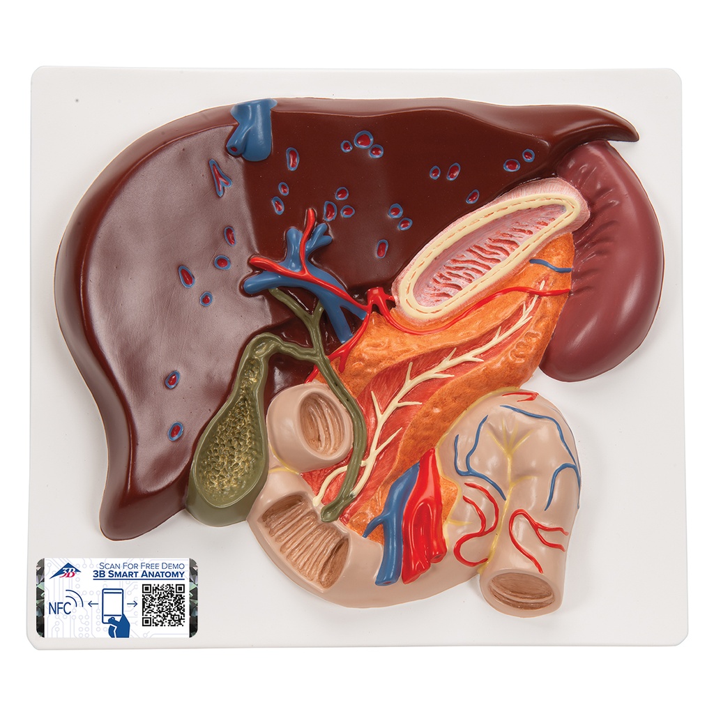 Foie avec vésicule biliaire, pancréas et duodénum - 3B Smart Anatomy