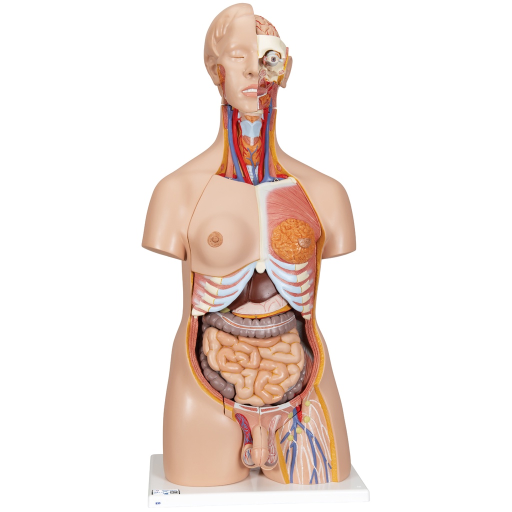 Torse de luxe bisexué, en 24 parties - 3B Smart Anatomy
